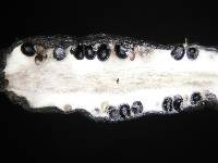 Xylaria arbuscula image