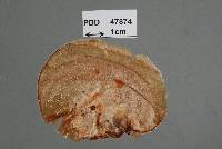 Monographella passiflorae image