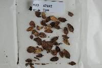 Lophodermium mahuianum image