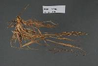 Image of Sporisorium chrysopogonis