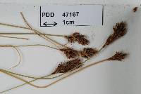 Image of Anthracoidea curvulae