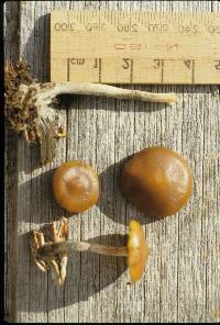 Psilocybe subaeruginosa image