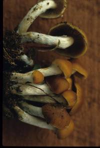 Psilocybe subaeruginosa image
