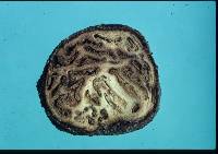 Labyrinthomyces varius image
