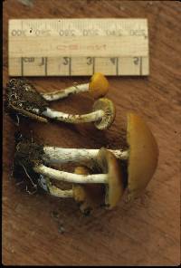 Psilocybe subaeruginosa image