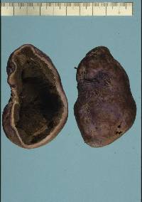 Gallacea scleroderma image