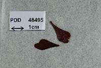Pezicula tasmanica image