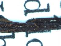 Geoglossum berteroi image