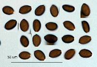 Psilocybe coprophila image