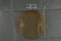 Marthamyces desmoschoeni image