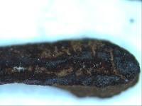 Geoglossum berteroi image