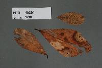 Image of Circinotrichum chathamiense