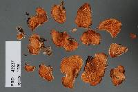 Plicaturopsis scarlatina image