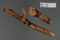 Hymenochaete magnahypha image