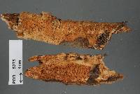 Hyphodontia nothofagi image