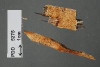 Hyphodontia nothofagi image