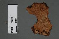 Phellinus tawhai image