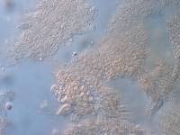 Chlorovibrissea bicolor image