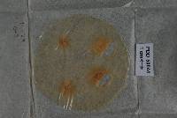 Bionectria aureofulvella image
