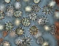 Gymnomyces redolens image