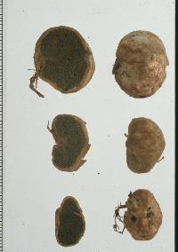 Hysterangium neotunicatum image