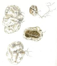 Protubera parvispora image