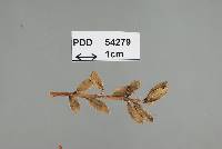 Image of Limacinia quitensis