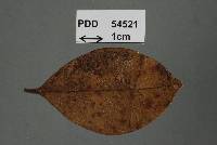 Image of Pycnodermina tenuis