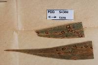 Lembosia poasensis image