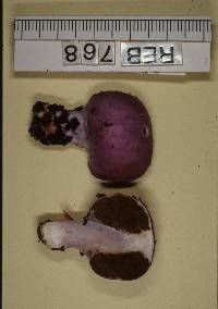 Cortinarius porphyroideus image