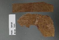 Phyllachora deminuta image