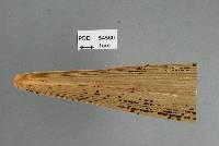 Parmulariopsis pulchella image