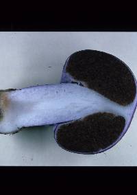 Cortinarius porphyroideus image