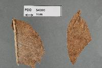 Mycosphaerella pittieri image