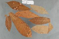 Mycosphaerella manihotis image