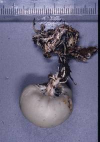 Psilocybe weraroa image