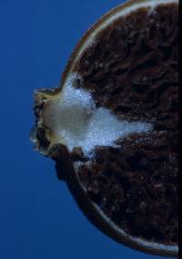 Cortinarius peraurantiacus image