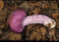 Cortinarius porphyroideus image