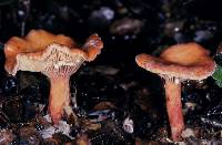 Lactarius umerensis image