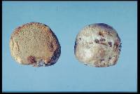 Gymnomyces redolens image