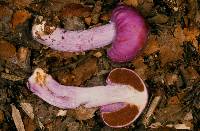 Cortinarius porphyroideus image