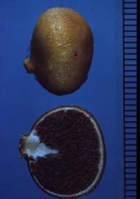 Cortinarius peraurantiacus image