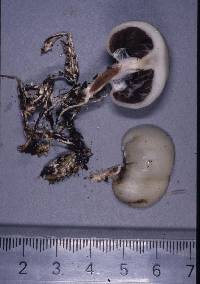 Psilocybe weraroa image