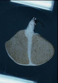 Notholepiota areolata image