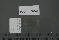 Phaeosphaeria microscopica image