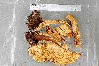 Amanita pareparina image