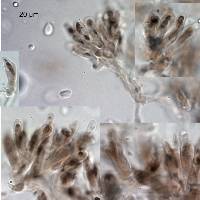 Mycena rubroglobulosa image