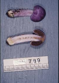 Cortinarius porphyroideus image