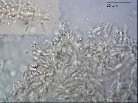 Mycena lividorubra image