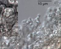 Mycena globuliformis image